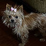 Gigi joined the competition — help win amazing prizes! dog, small_dog, toy_dog, yorkshire_terrier, long_hair, shaggy_fur, pink_bow, pet, animal, portrait, indoors, hardwood_floor, couch, standing, cute, fluffy, brown_fur, black_nose, dark_eyes, home