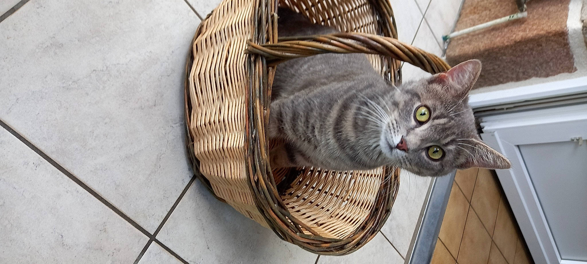 Poutine participe au concours pour gagner de l'argent avec cette photo : animal_shelter, basket, cage, carnivore, cat, circle, domestic_short_haired_cat, door, felidae, fur, grey, home_accessories, mesh, metal, pet_supply, small_to_medium_sized_cats, storage_basket, whiskers, wicker, wood