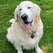 Moe joined the competition — help win amazing prizes! dog, golden_retriever, pet, animal, outdoor, grass, happy, tongue_out, fluffy, canine, mammal, nature, sitting, cute, friendly, collar, tag, summer, relaxed, playful