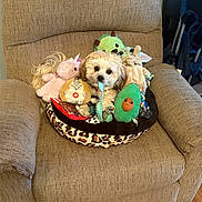 Sparkle is registered to the contest to win money with this photo: dog, pet_bed, stuffed_toys, unicorn, avocado, recliner, beige, plush, cute, indoor, floor, wood_floor, toy, animal, pet, cozy, home, small_dog, sitting, playful