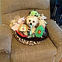 dog, pet_bed, stuffed_toys, unicorn, avocado, recliner, beige, plush, cute, indoor, floor, wood_floor, toy, animal, pet, cozy, home, small_dog, sitting, playful