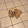 Sparkle joined the competition — help win amazing prizes! dog, small_dog, bow, yellow_bow, tile_floor, kitchen, appliance, floor, pet, cute, curious, fur, indoor, resting, canine, domestic_animal, animal, companion, looking_up, brown_fur