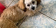 Sparkle is registered to the contest to win money with this photo: dog, pet, fluffy, bow, ears, floor, tile, wicker_chair, indoor, curious, cute, small_dog, brown, white, fur, animal, companion, domestic, relaxed, looking_up