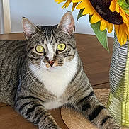 Dave is registered to the contest to win money with this photo: animal, cat, closeup, domestic_cat, feline, flower, fur, green_leaf, houseplant, indoor, paw, pet, relaxed, striped, sunflower, tabby_cat, vase, whiskers, wooden_table, yellow
