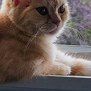 Chanelle a rejoint le concours — aidez-le/la à gagner de superbes lots ! abyssinian, angora, animal, cat, kitten, manx, pet, siamese, window, windowsill