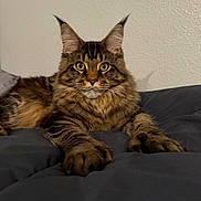 Koa joined the competition — help win amazing prizes! cat, tabby, feline, pet, animal, fur, whiskers, ears, paws, bed, blanket, indoor, portrait, looking, curious, tufted_ears, soft, resting, domestic_cat, mammal