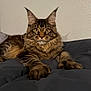cat, tabby, feline, pet, animal, fur, whiskers, ears, paws, bed, blanket, indoor, portrait, looking, curious, tufted_ears, soft, resting, domestic_cat, mammal