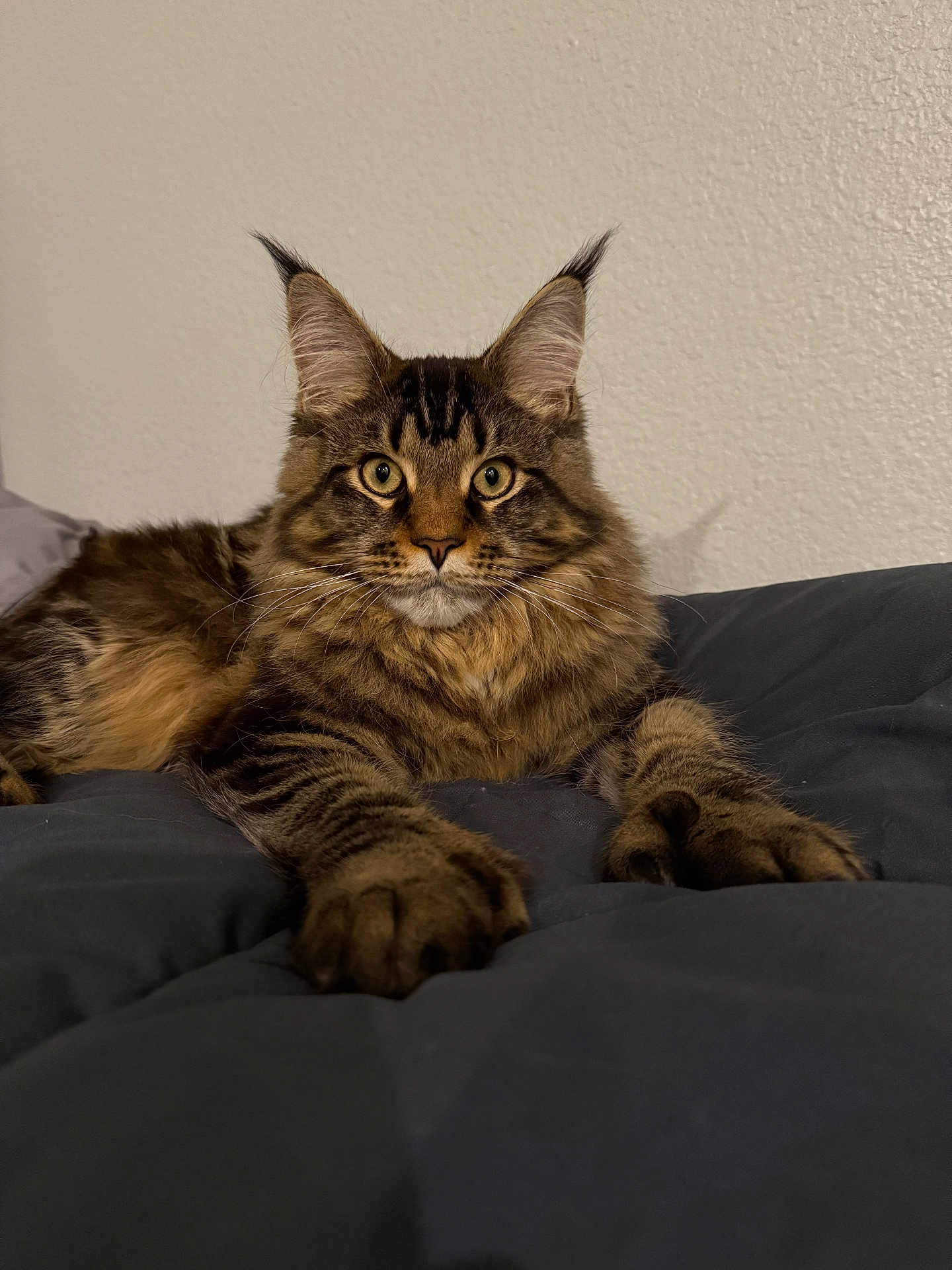 Koa