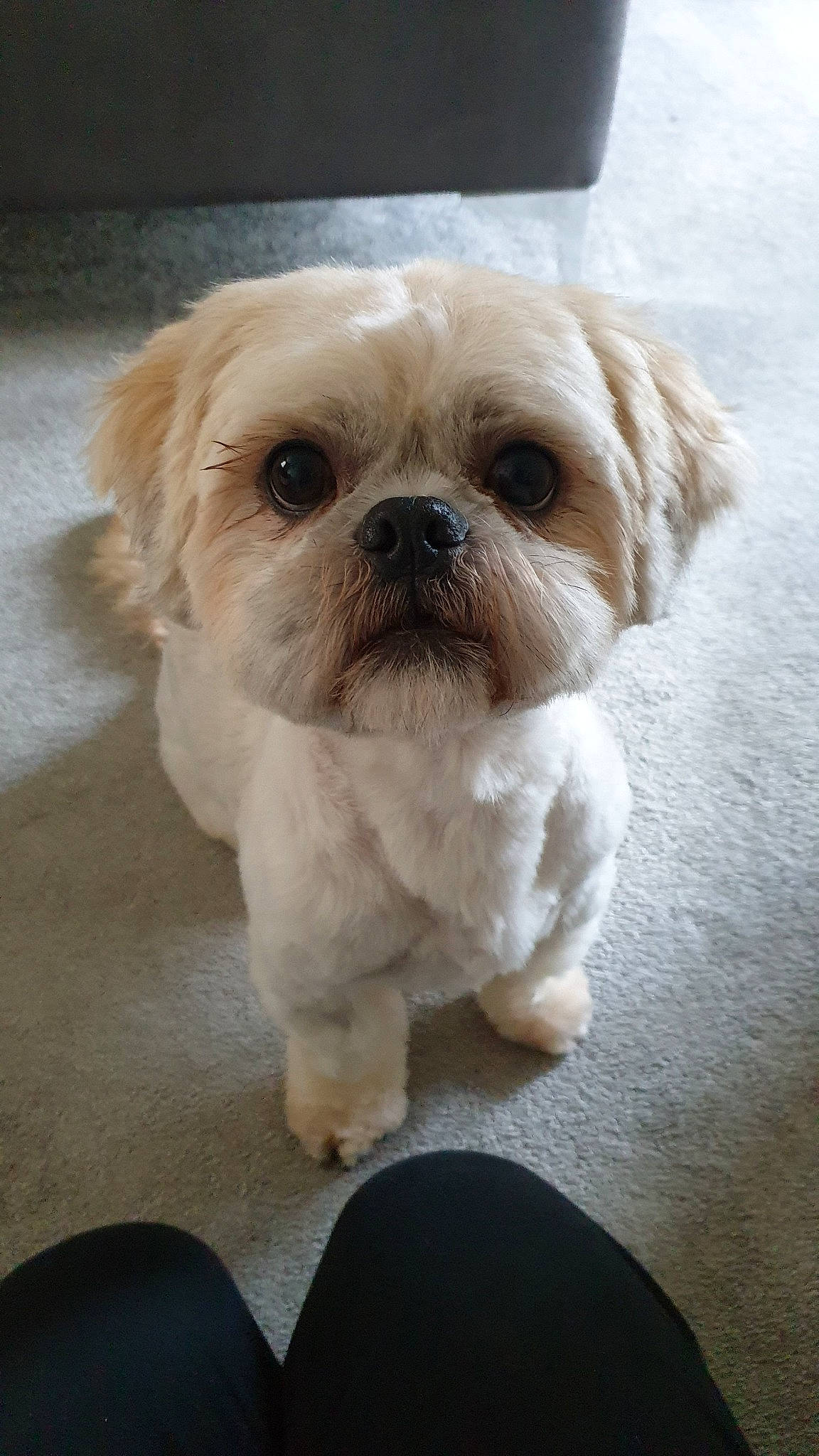 Ronny joined the competition — help win amazing prizes! canidae, carnivore, chinese_imperial_dog, companion_dog, dog, dog_breed, lhasa_apso, maltepoo, maltese, mammal, morkie, pekapoo, poodle_crossbreed, puppy, schnoodle, shih_tzu, snout, sporting_group, toy_dog, vertebrate