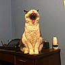 Sushi joined the competition — help win amazing prizes! cat, yawning, feline, indoor, wooden_desk, blue_wall, domestic_animal, pet, fangs, mouth_open, whiskers, ears, fur, window_blinds, tablet, cup, stationery, room, furniture, animal