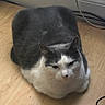 Sushi is registered to the contest to win money with this photo: cat, gray, white, loaf, floor, wooden_floor, pet, animal, indoor, feline, whiskers, ears, face, cable, background, resting, cute, domestic, fur, closeup