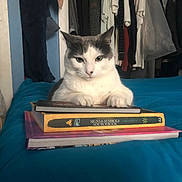 Sushi is registered to the contest to win money with this photo: cat, bed, books, stack, indoor, furniture, clothing, door, blue_bedspread, white_cat, gray_cat, paws, resting, sitting, room, shelf, plastic_bag, hanger, casual, relaxed