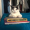 cat, bed, books, stack, indoor, furniture, clothing, door, blue_bedspread, white_cat, gray_cat, paws, resting, sitting, room, shelf, plastic_bag, hanger, casual, relaxed