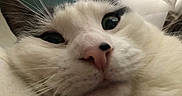 Sushi is registered to the contest to win money with this photo: cat, close_up, face, whiskers, nose, pink_nose, black_spot, fur, ears, animal, pet, indoor, curious, wide_eyes, cute, feline, portrait, soft_fur, close_range, muzzle