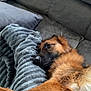 Elios a rejoint le concours — aidez-le/la à gagner de superbes lots ! dog, couch, pillow, resting, relaxed, indoor, pet, furry, brown, cozy, home, animal, canine, sleepy, comfort, living_room, fur, laying, soft, domestic