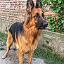 Elios participe au concours pour gagner de l'argent avec cette photo : german_shepherd, dog, animal, pet, outdoor, grass, ivy, brick_wall, fur, ears, alert, canine, mammal, nature, portrait, standing, watchful, garden, companion, domestic_animal