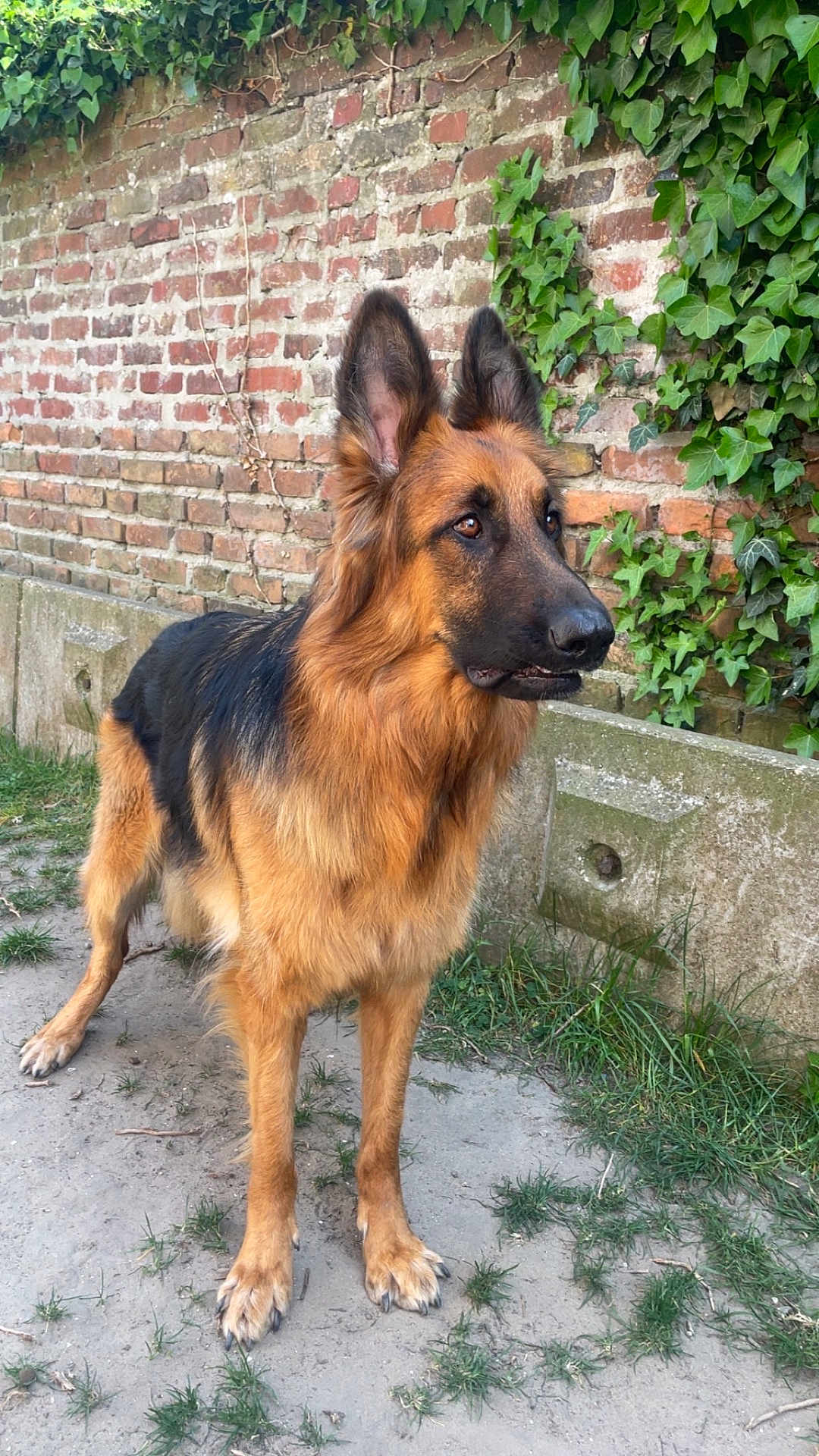 Elios