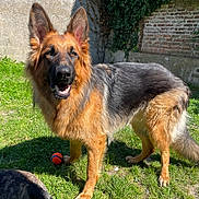 Elios participe au concours pour gagner de l'argent avec cette photo : german_shepherd, dog, grass, ball, ivy, brick_wall, sunlight, outdoor, pet, animal, playful, happy, canine, fur, ears, snout, shadow, nature, garden, companion