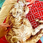 Benny joined the competition — help win amazing prizes! animal, belly_up, blanket, cat, comfort, cozy, cute, feline, fur, hand, indoor, orange_tabby, patterned_blanket, paw, pet, relaxed, resting, sleeping, soft, tail