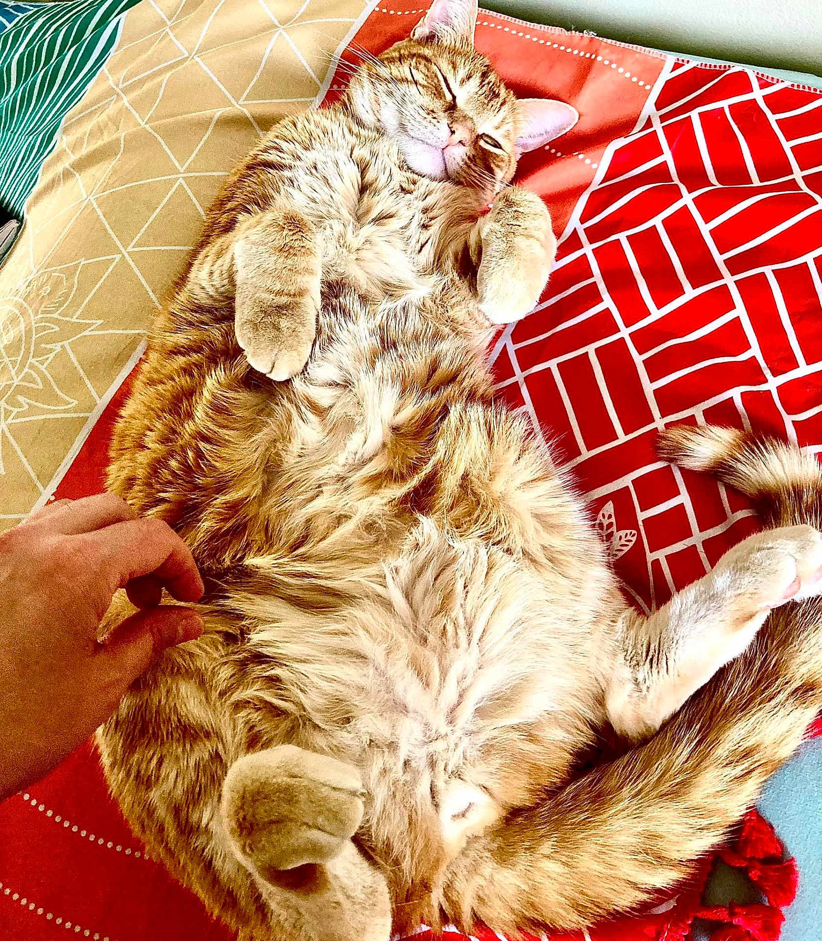 Benny joined the competition — help win amazing prizes! animal, belly_up, blanket, cat, comfort, cozy, cute, feline, fur, hand, indoor, orange_tabby, patterned_blanket, paw, pet, relaxed, resting, sleeping, soft, tail