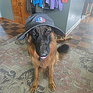 Briar is registered to the contest to win money with this photo: american_flag, brown_eyes, canine, dog, hallway, hanging_clothes, hat, home, indoor, long_haired, looking_at_camera, patterned_rug, paws, pet, playful, portrait, shepherd, sitting, tiled_floor, tongue_out
