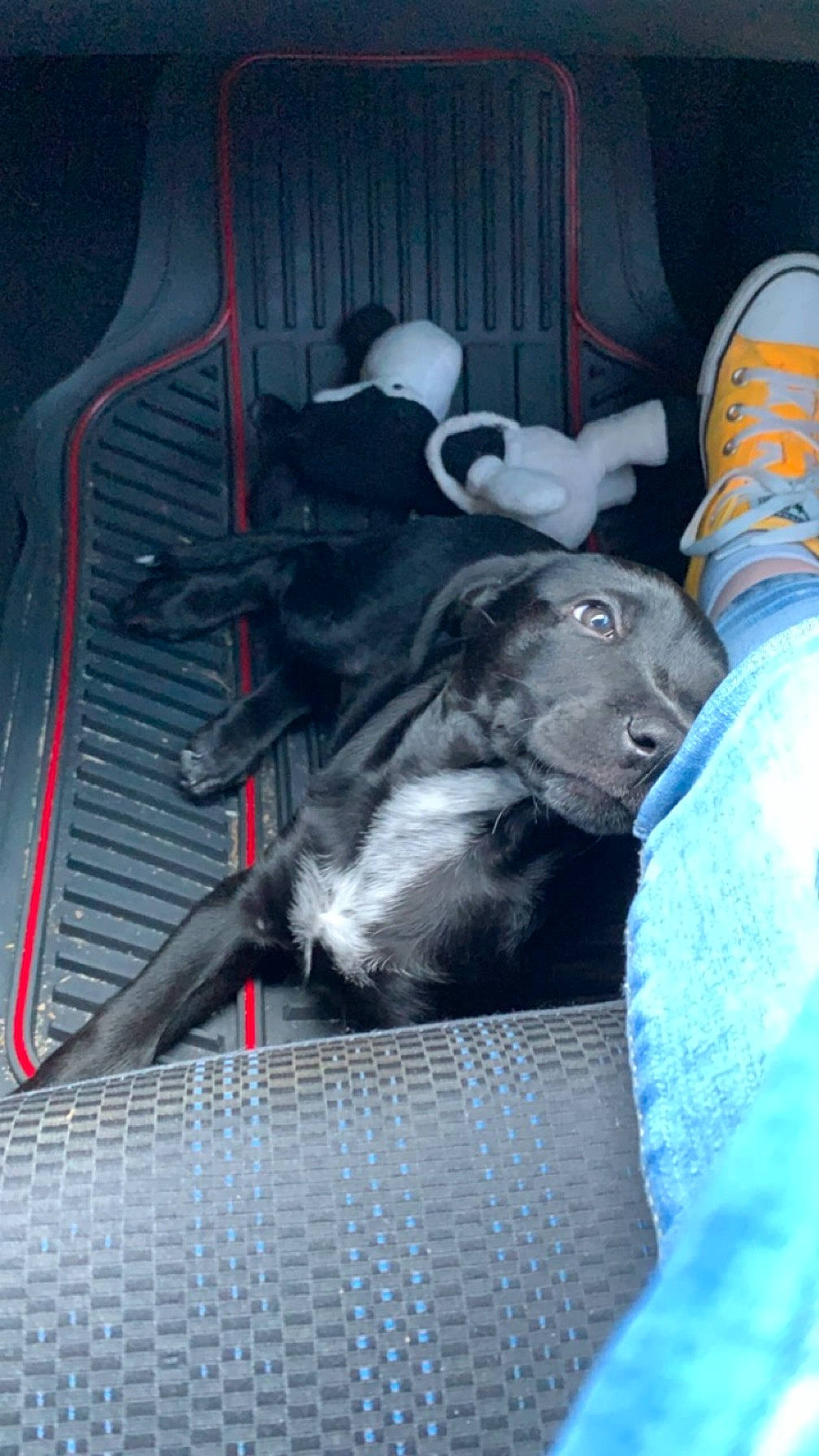 Georgia joined the competition — help win amazing prizes! auto_part, canidae, carnivore, comfort, companion_dog, dog, dog_breed, electric_blue, felidae, fur, guard_dog, human_leg, nap, non_sporting_group, pet_supply, small_to_medium_sized_cats, sporting_group, tail, vehicle_door, whiskers