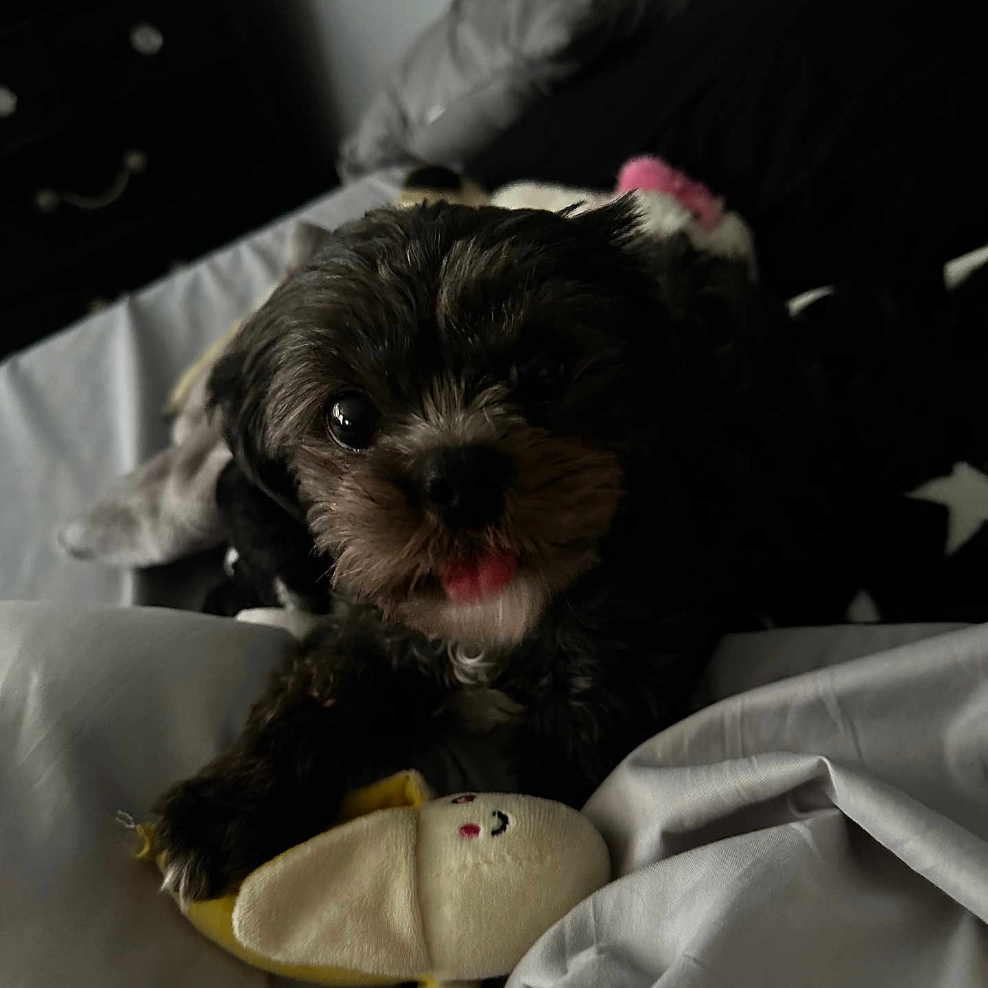 Daisy joined the competition — help win amazing prizes! affenpinscher, animal, bed, bedroom, canine, cockerspaniel, couch, cushion, dog, drawer, furniture, homedecor, indoors, papillon, pet, poodle, puppy, room, terrier, whitedog
