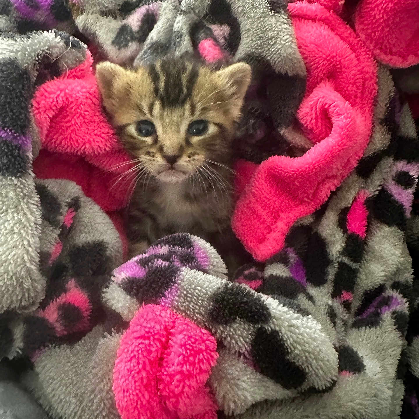 Millie