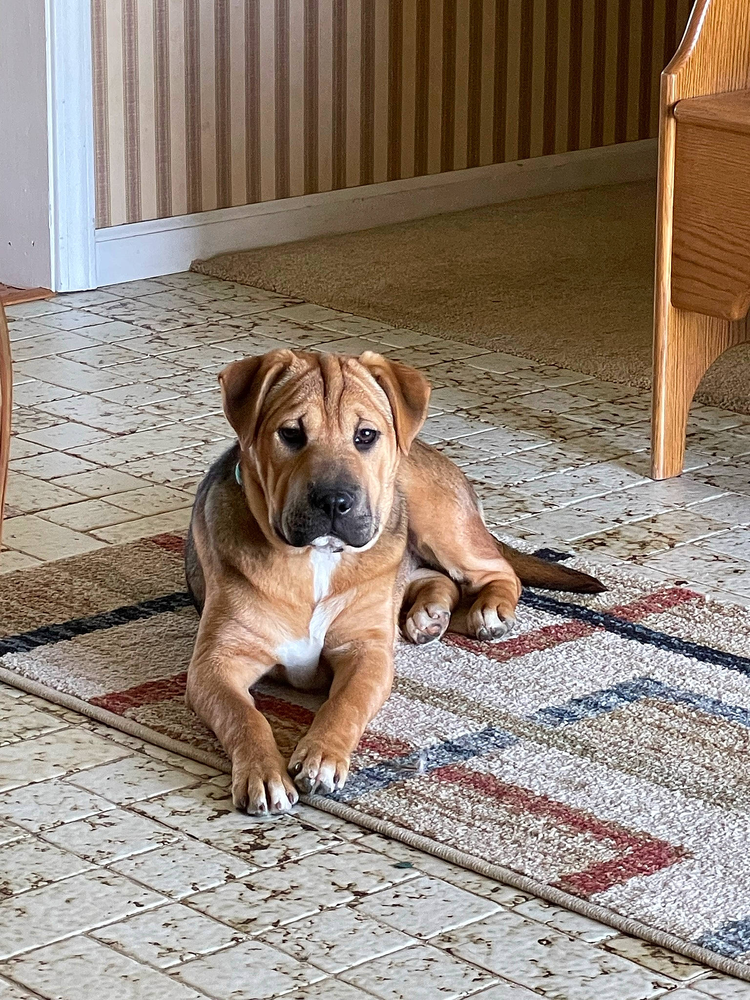 Bernice is registered to the contest to win money with this photo: carnivore, companion_dog, dog, dog_breed, dog_collar, dog_supply, fawn, floor, flooring, guard_dog, hardwood, outdoor_furniture, pet_supply, plywood, snout, sporting_group, tail, wood, working_animal, working_dog