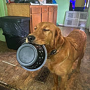 Preslie is registered to the contest to win money with this photo: baby_gate, background, brown_dog, cabinet, countertop, dog, expression, floor, food_bowl, golden_retriever, hopeful, household, indoor, kitchen, person, pet_collar, standing, tile_floor, trash_can, waiting