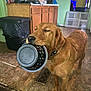 baby_gate, background, brown_dog, cabinet, countertop, dog, expression, floor, food_bowl, golden_retriever, hopeful, household, indoor, kitchen, person, pet_collar, standing, tile_floor, trash_can, waiting