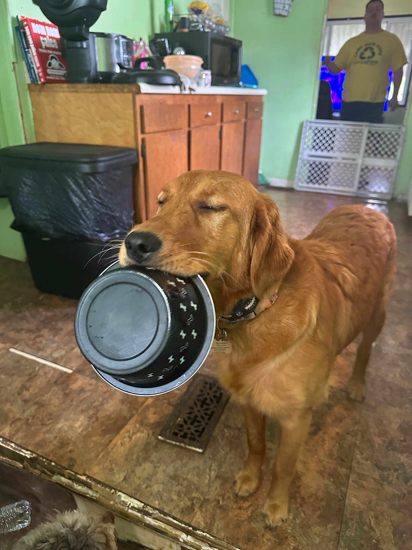 Preslie is registered to the contest to win money with this photo: baby_gate, background, brown_dog, cabinet, countertop, dog, expression, floor, food_bowl, golden_retriever, hopeful, household, indoor, kitchen, person, pet_collar, standing, tile_floor, trash_can, waiting