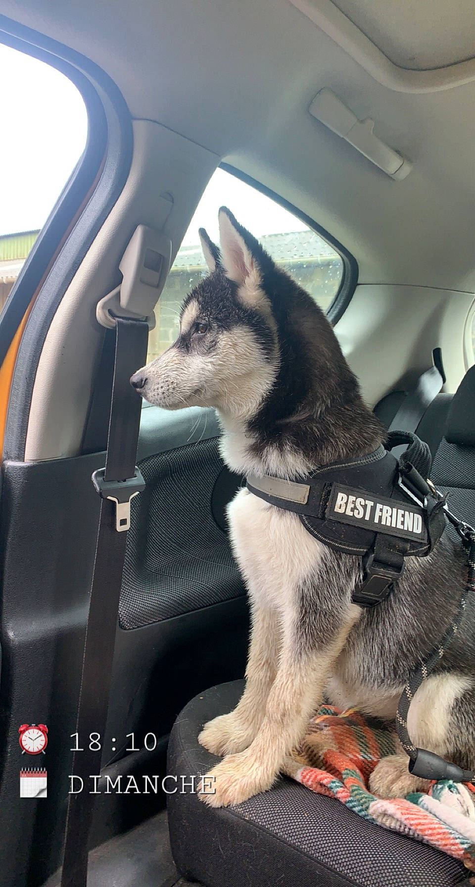 Taya a rejoint le concours — aidez-le/la à gagner de superbes lots ! auto_part, automotive_design, automotive_exterior, car, car_seat, car_seat_cover, carnivore, collar, dog, dog_breed, family_car, fawn, motor_vehicle, personal_luxury_car, snout, steering_wheel, vehicle, vehicle_door, window, windshield