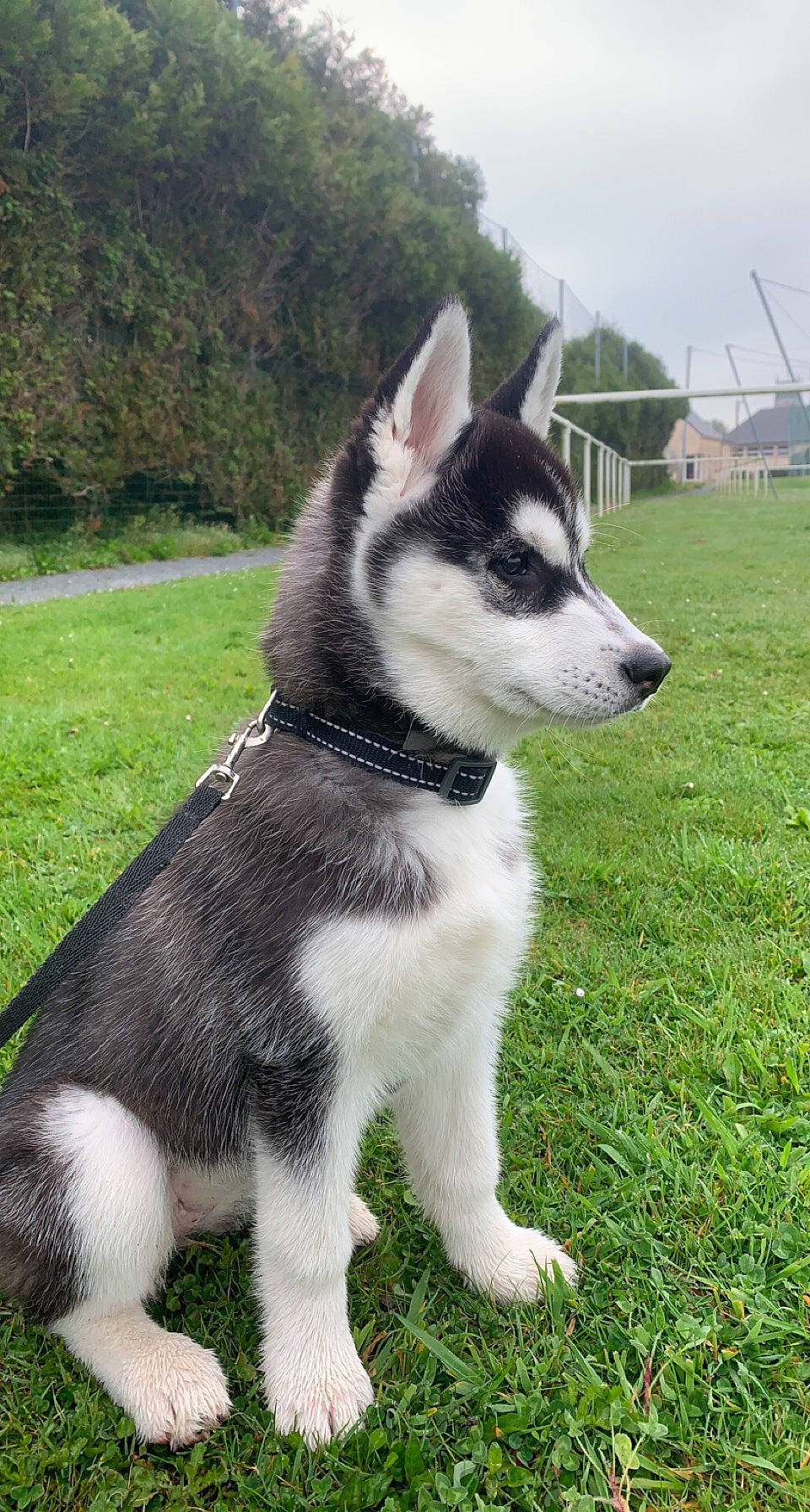 Taya a rejoint le concours — aidez-le/la à gagner de superbes lots ! ancient_dog_breeds, canidae, carnivore, collar, companion_dog, dog, dog_breed, fashion_accessory, fur, grass, plant, sky, snout, sporting_group, tail, terrestrial_animal, tree, whiskers, working_animal, working_dog