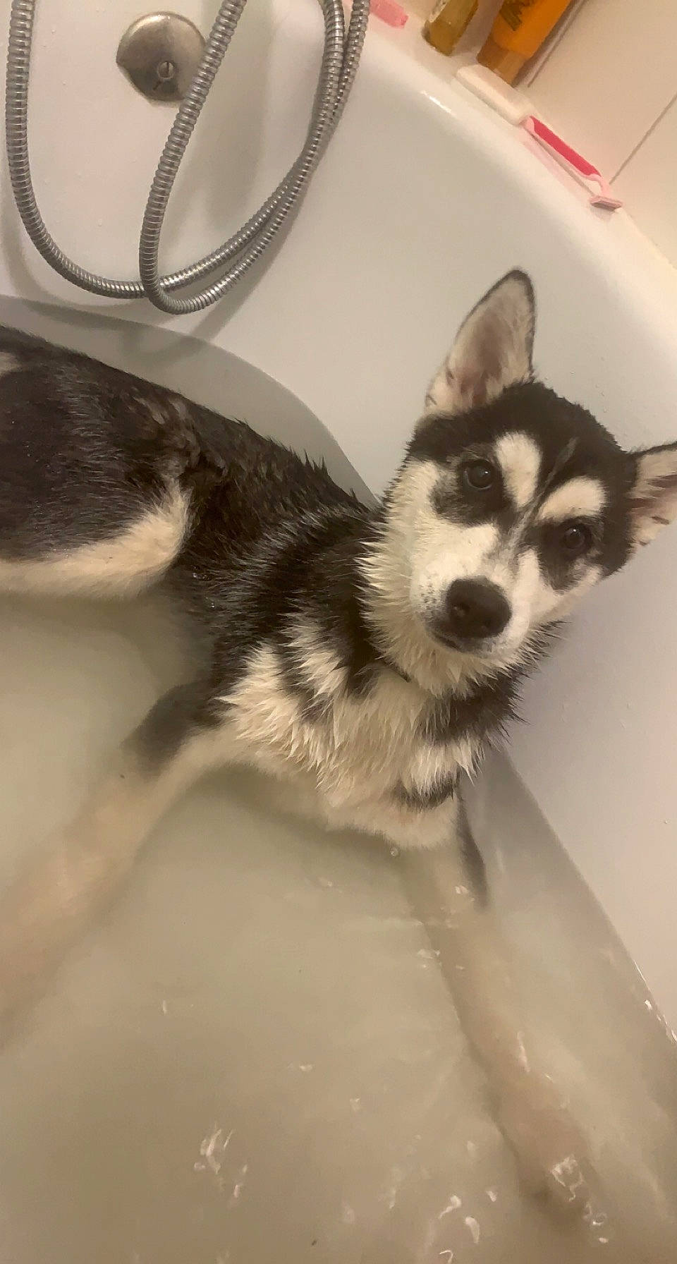 Taya a rejoint le concours — aidez-le/la à gagner de superbes lots ! canidae, carnivore, companion_dog, dog, dog_breed, eyelash, fashion_accessory, foot, fur, hand, head, human_body, iris, leg, paw, snout, tail, terrestrial_animal, whiskers, wildlife