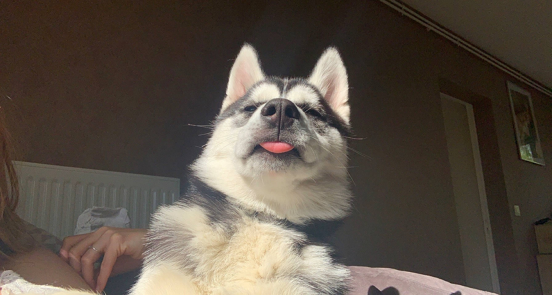 Taya participe au concours pour gagner de l'argent avec cette photo : canidae, carnivore, collar, companion_dog, dog, dog_breed, eye, fang, fashion_accessory, fawn, fur, happy, head, iris, jaw, snout, sporting_group, terrestrial_animal, whiskers, window