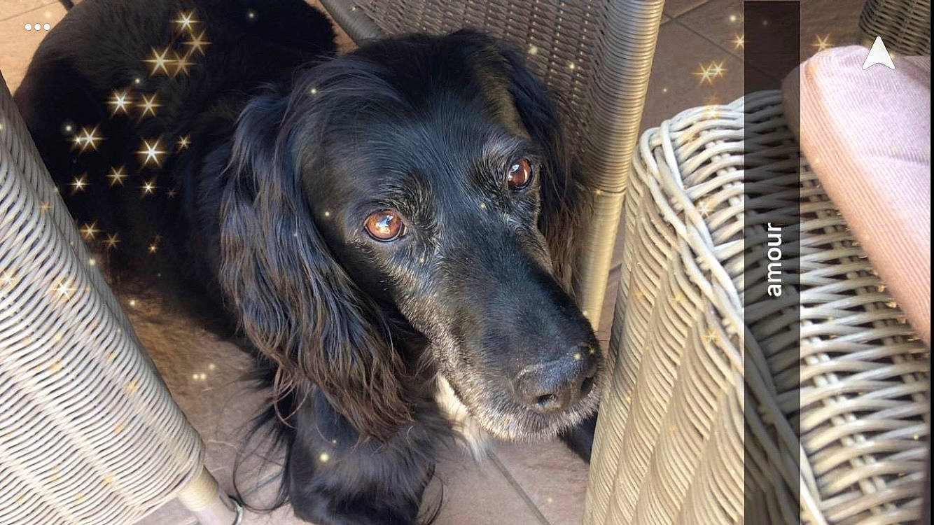 Baya participe au concours pour gagner de l'argent avec cette photo : afghan_hound, canidae, carnivore, cocker_spaniel, dog, dog_breed, field_spaniel, german_spaniel, mammal, rare_breed_dog, russian_spaniel, snout, sporting_group, vertebrate