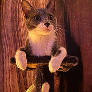 Aby a rejoint le concours — aidez-le/la à gagner de superbes lots ! cat, pet, animal, feline, whiskers, ears, paws, cat_tree, wood_background, indoor, curious, cute, domestic_animal, fur, closeup, portrait, mammal, playful, resting, house_pet