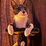 animal, cat, cat_tree, closeup, curious, cute, domestic_animal, ears, feline, fur, house_pet, indoor, mammal, paws, pet, playful, portrait, resting, whiskers, wood_background