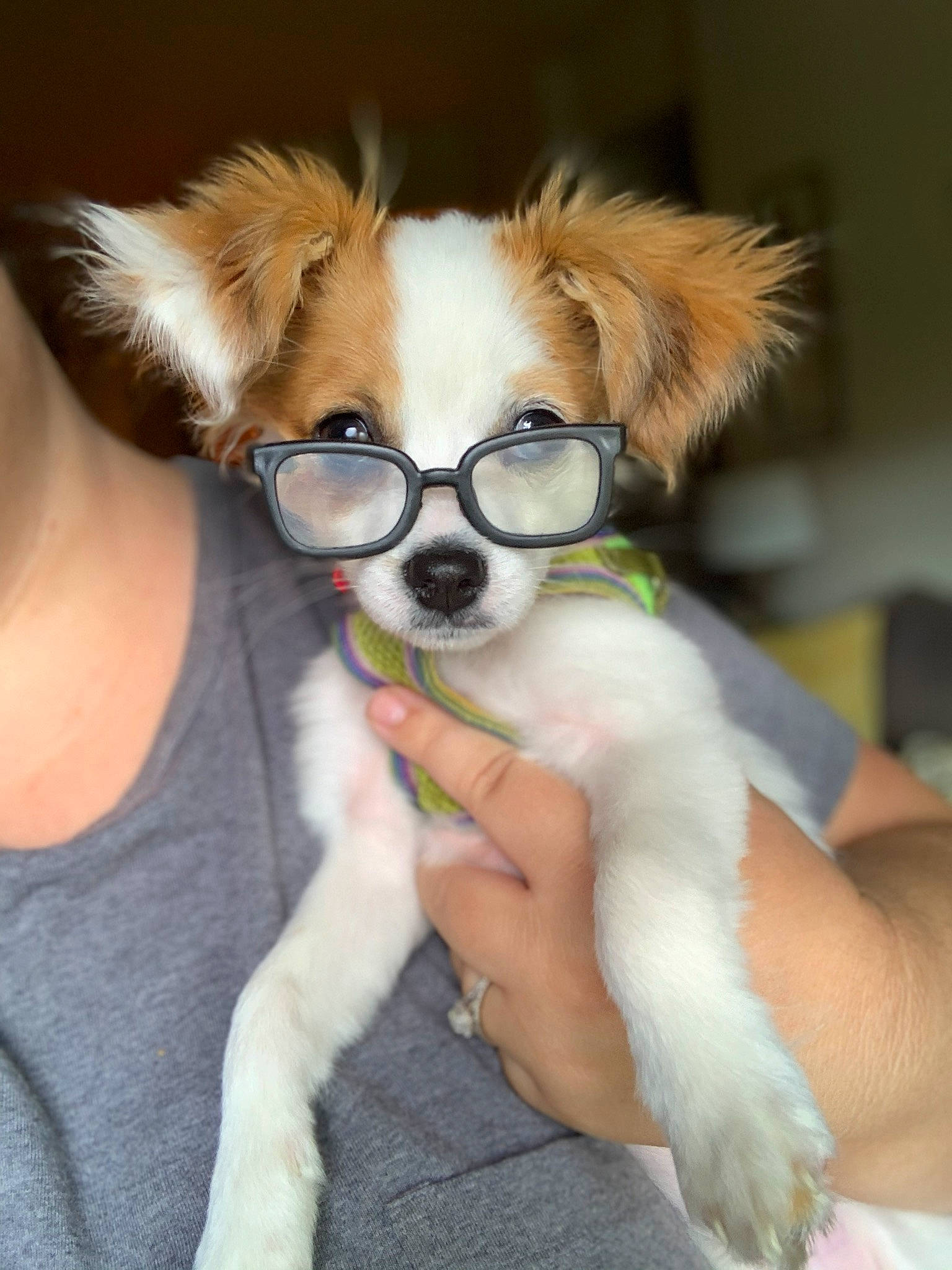 Winnie joined the competition — help win amazing prizes! canidae, carnivore, companion_dog, dog, dog_breed, ear, eyewear, fawn, fur, glasses, mammal, phalene, puppy, rare_breed_dog, snout, sporting_group, toy_dog, vertebrate, whiskers