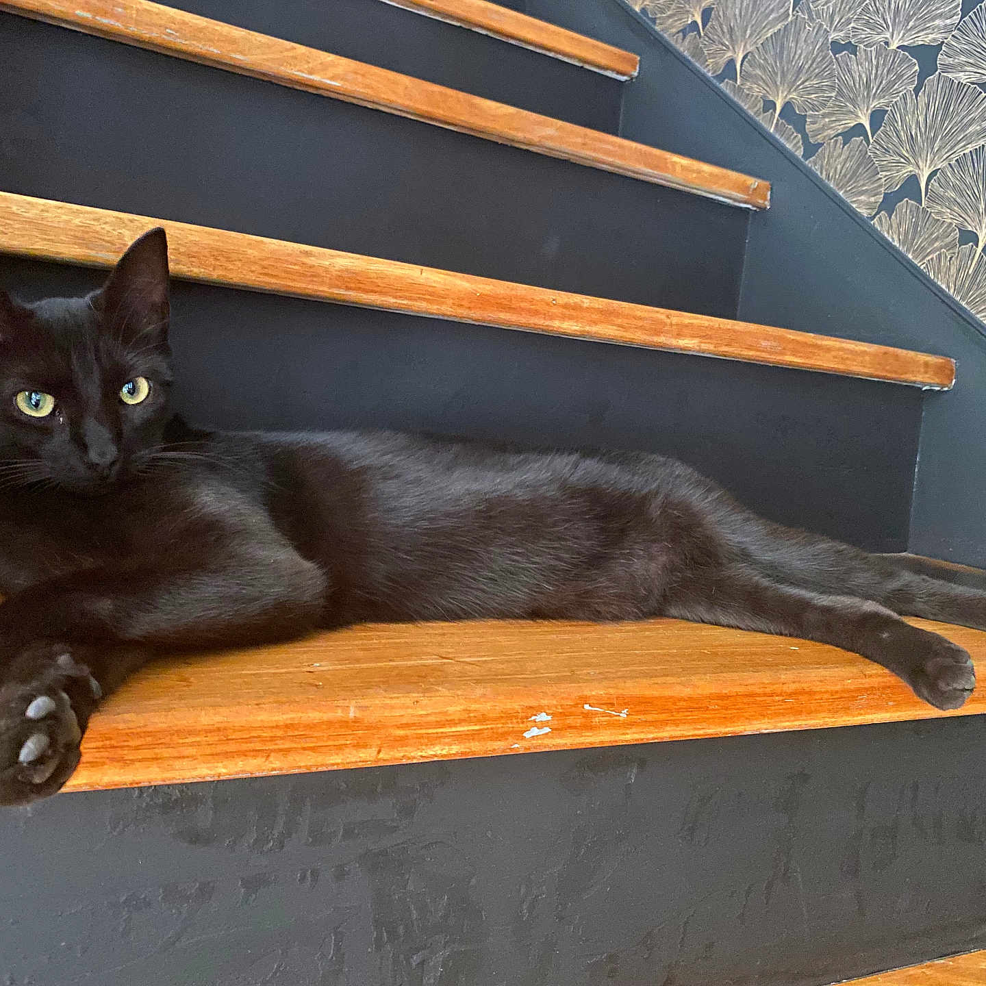 Vaya participe au concours pour gagner de l'argent avec cette photo : animal, background, black_cat, cat, cozy, domestic_cat, feline, fur, green_eyes, home, indoor, laying, paw, pet, quiet, relaxed, resting, stairs, wallpaper, wood