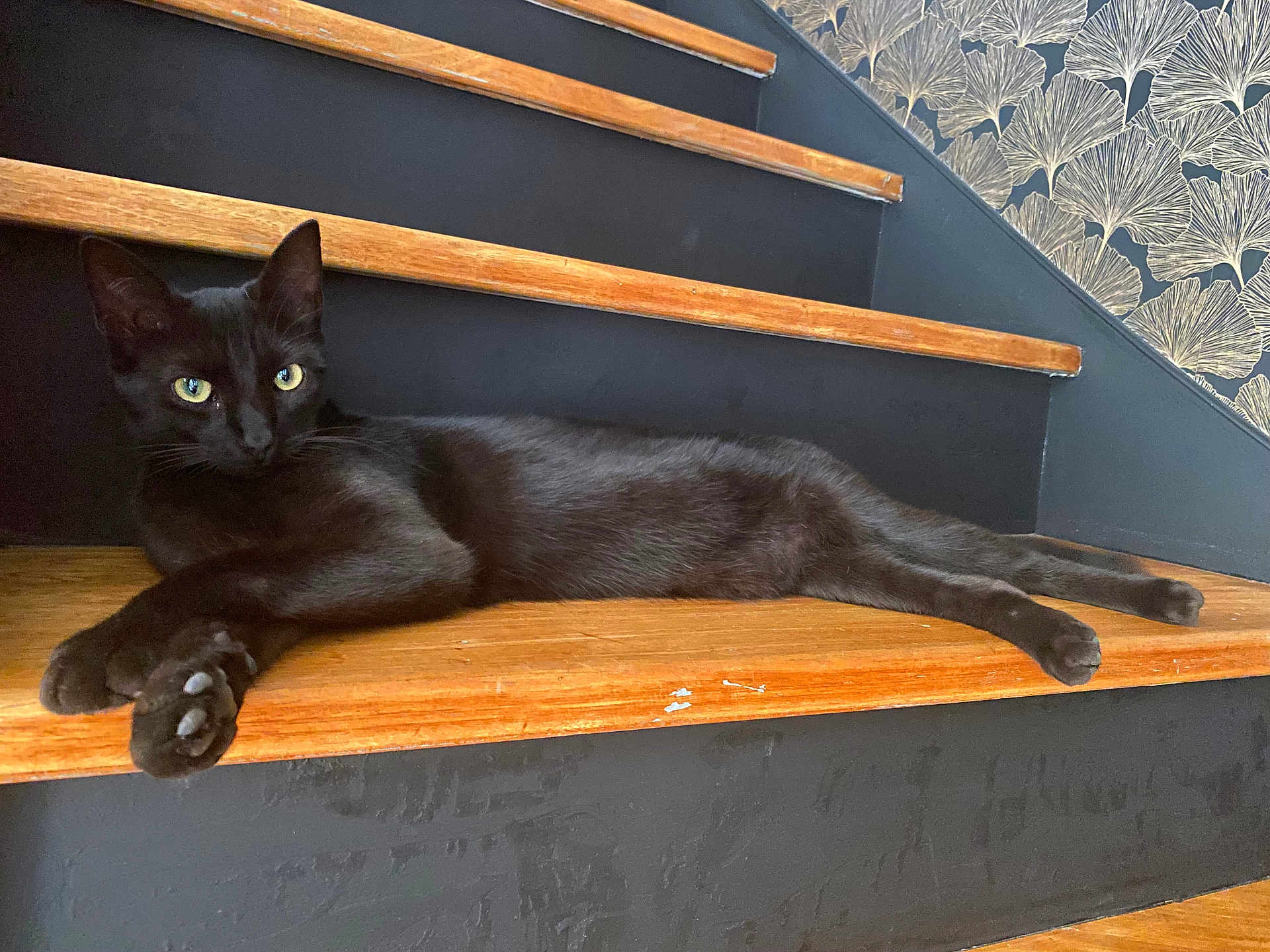 Vaya participe au concours pour gagner de l'argent avec cette photo : black_cat, cat, stairs, wood, wallpaper, indoor, pet, animal, relaxed, feline, laying, green_eyes, background, home, cozy, resting, paw, fur, domestic_cat, quiet