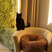 Vaya participe au concours pour gagner de l'argent avec cette photo : black_cat, cat, armchair, pet_bed, curtains, window, sunlight, indoor, greenery, plant, wooden_floor, cozy, furniture, domestic, pet, living_room, shadow, natural_light, animal, resting_spot