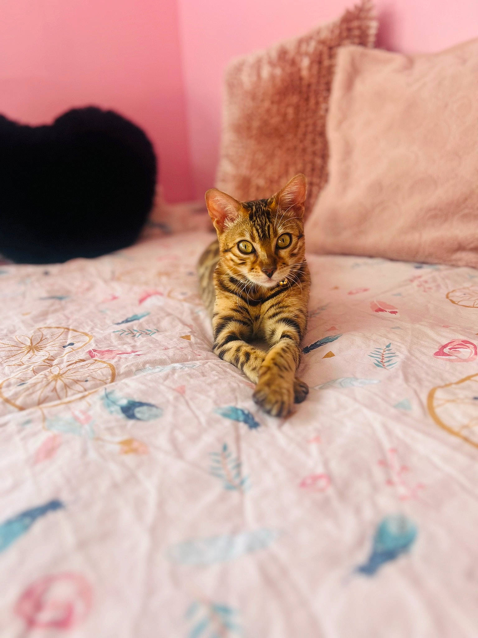 Nala a rejoint le concours — aidez-le/la à gagner de superbes lots ! bed, bed_sheet, bedding, bedroom, carnivore, cat, comfort, domestic_short_haired_cat, felidae, floor, flooring, fur, linens, pattern, room, small_to_medium_sized_cats, terrestrial_animal, textile, whiskers, wood