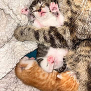 Sékaa a rejoint le concours — aidez-le/la à gagner de superbes lots ! kitten, cat, sleeping, paw, fur, tabby, orange_cat, newborn, mother_cat, blanket, cozy, cute, pet, animal, resting, closeup, soft, feline, pink_paws, snuggling