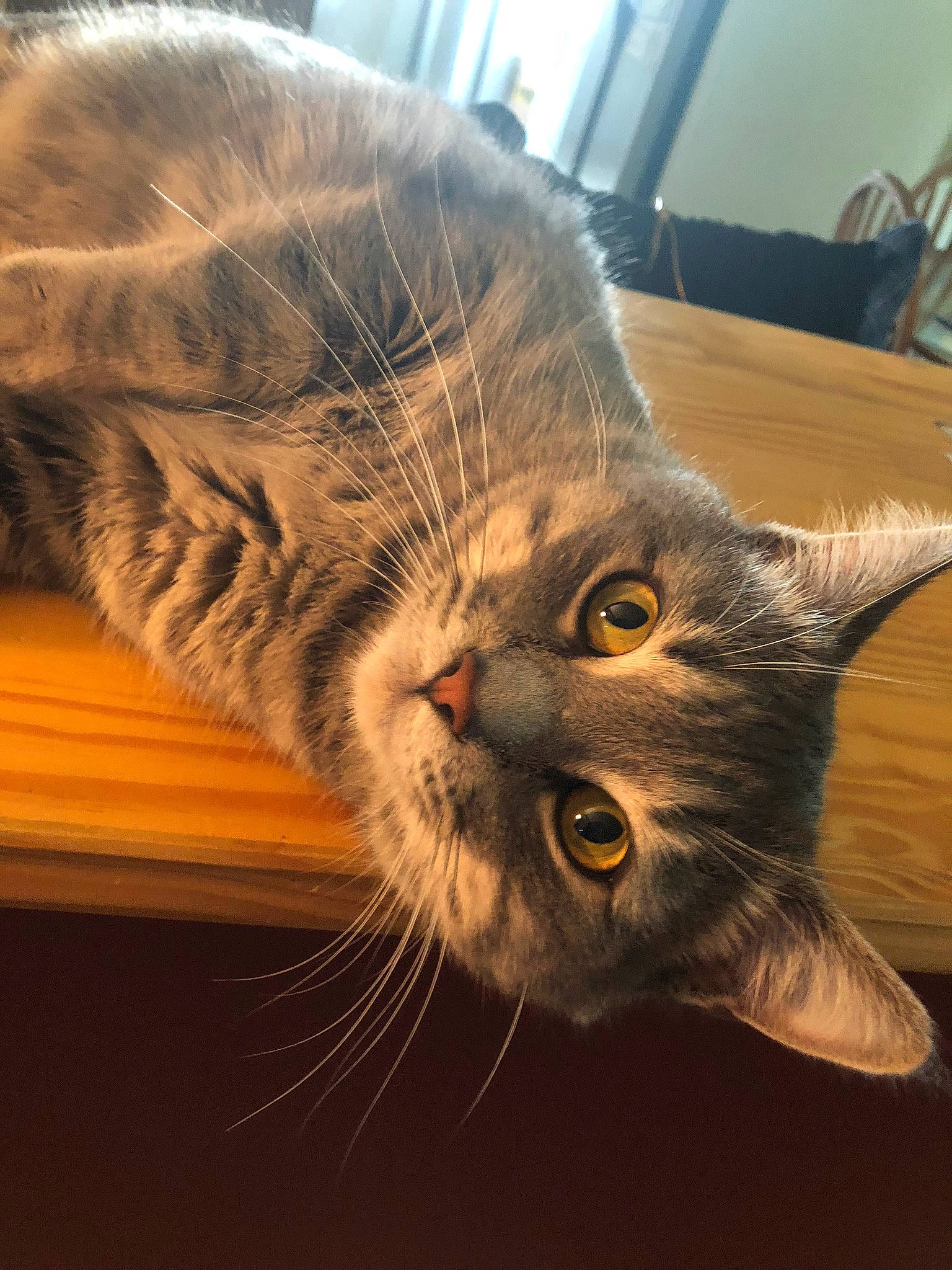 Luna joined the competition — help win amazing prizes! carnivore, cat, claw, domestic_short_haired_cat, ear, felidae, fur, paw, plant, small_to_medium_sized_cats, snout, tail, tree, vertebrate, whiskers, window, wood