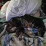 Stormy is registered to the contest to win money with this photo: cat, tabby, sleeping, blanket, pillow, indoor, cozy, resting, feline, pet, soft, fur, relaxed, nap, domestic, animal, bed, comfort, quiet, home