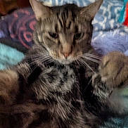 Stormy joined the competition — help win amazing prizes! cat, tabby, pet, animal, feline, whiskers, paw, fur, close_up, blurred, indoor, blanket, colorful, resting, cute, domestic_animal, soft_focus, relaxed, cozy, sleepy