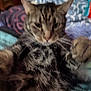cat, tabby, pet, animal, feline, whiskers, paw, fur, close_up, blurred, indoor, blanket, colorful, resting, cute, domestic_animal, soft_focus, relaxed, cozy, sleepy