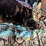 Stormy is registered to the contest to win money with this photo: cat, tabby_cat, pet, feline, animal, indoor, blanket, colorful, fur, whiskers, relaxed, lying_down, cozy, bedroom, closeup, comfort, cute, domestic_animal, resting, soft_texture